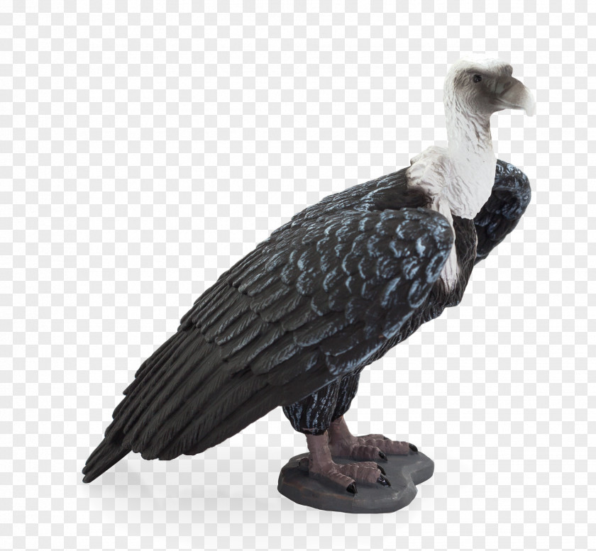 Griffon Vulture Turkey Amazon.com White-rumped PNG