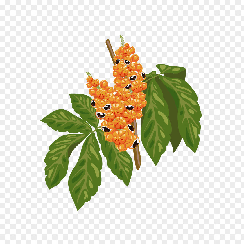 Guarana Amazon Rainforest Seed Caffeine Plant PNG