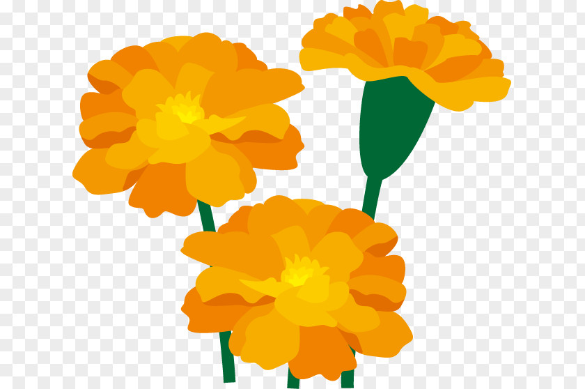 Marigold Flower Art Clip PNG