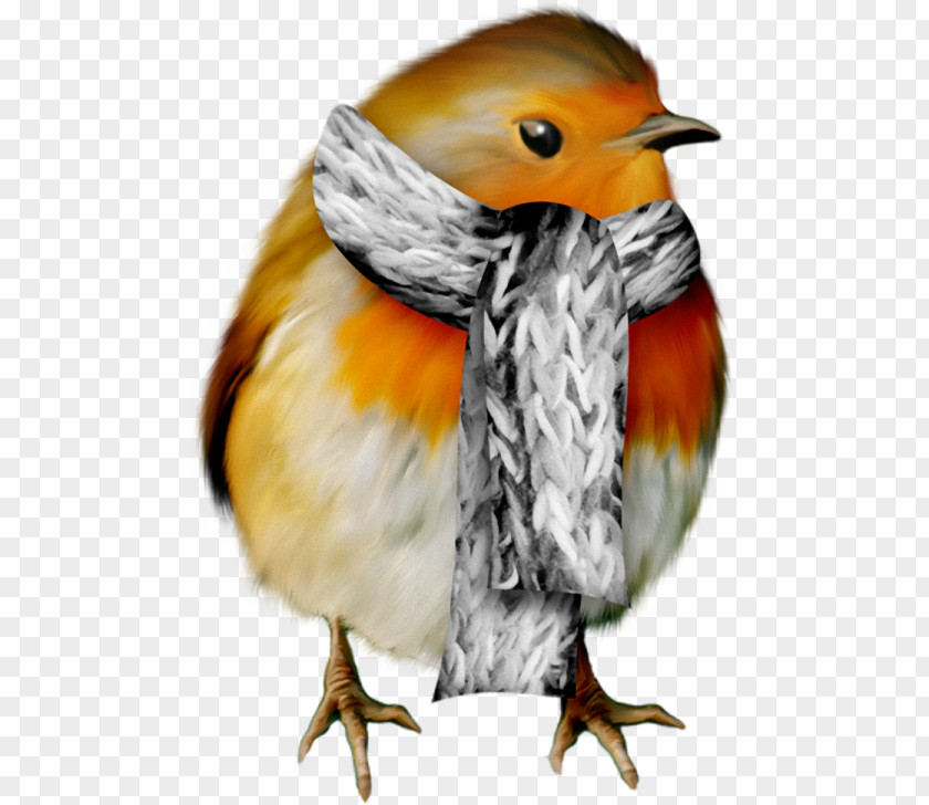 Christmas European Robin Bird Clip Art PNG