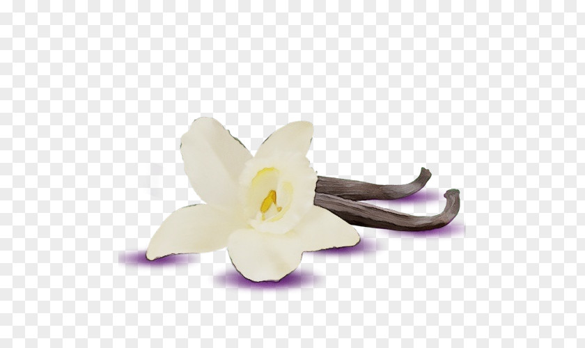 Narcissus Dendrobium White Petal Flower Violet Plant PNG