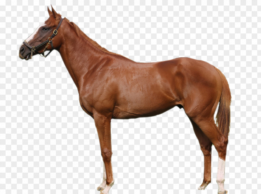 Race Horse Stallion Soviet Heavy Draft Russian Vladimir Thoroughbred PNG