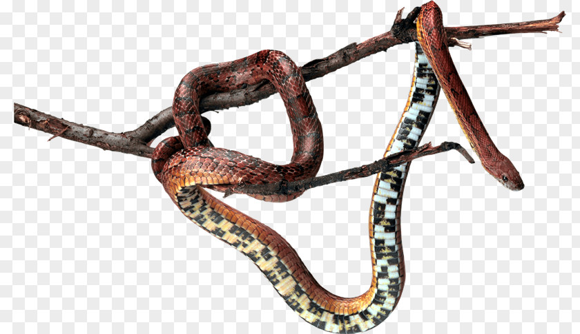 ветка Snake Clip Art PNG