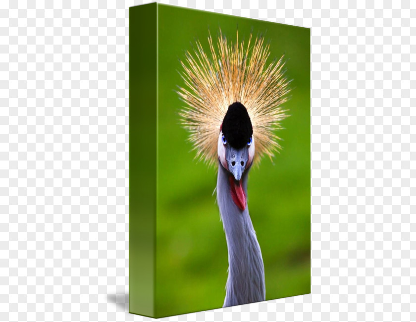 Crowned Crane Beak Feather PNG