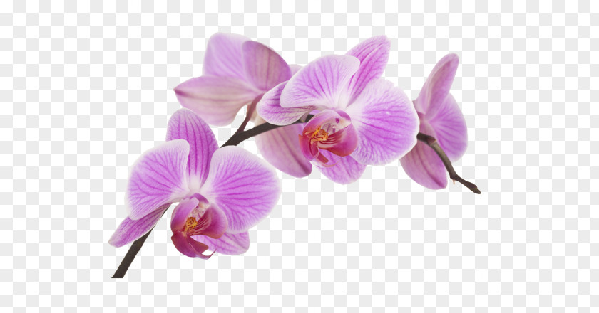 Flower Orchids Fototapeta Boat Orchid Plant PNG