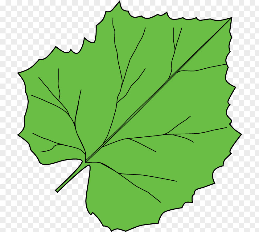 Leaf Petal Plant Stem Tree Clip Art PNG