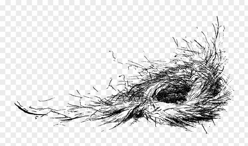 Nest Bird Drawing PNG