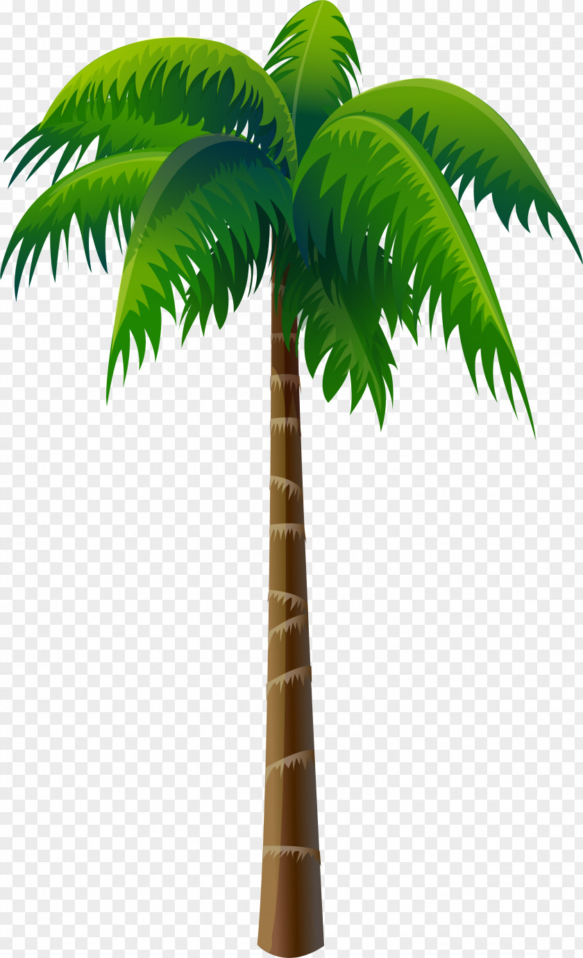 Palms Arecaceae Coconut Tree PNG