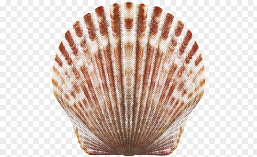Seashell Cockle Download PNG