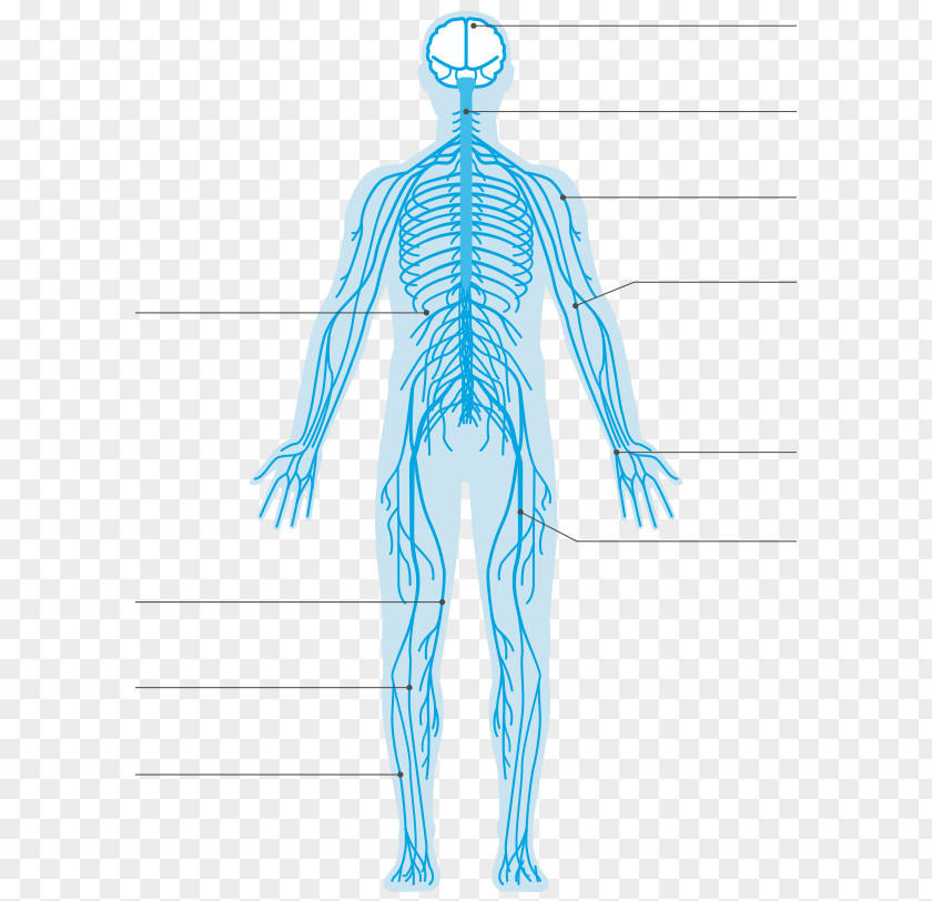 System Central Nervous Ulnar Nerve PNG