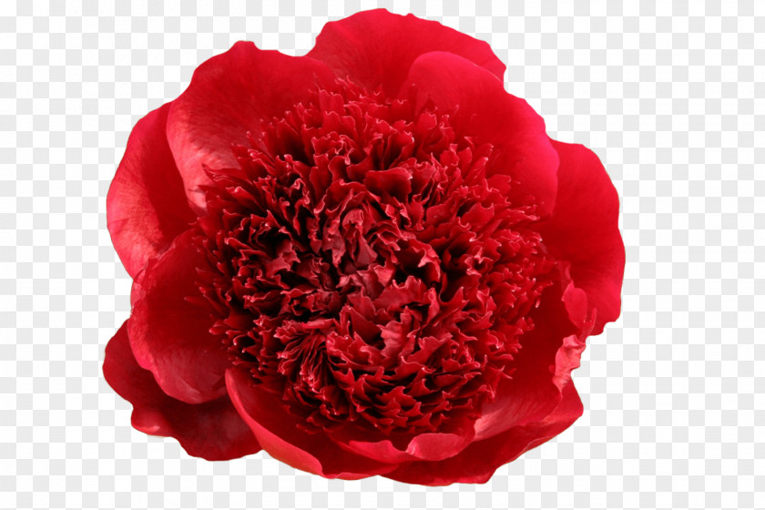 Flower Carnation Cut Flowers Chinese Peony American Society Tree PNG