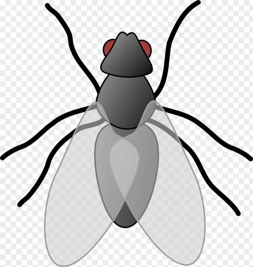 Gray Flies Beetle Insect Wing Clip Art PNG