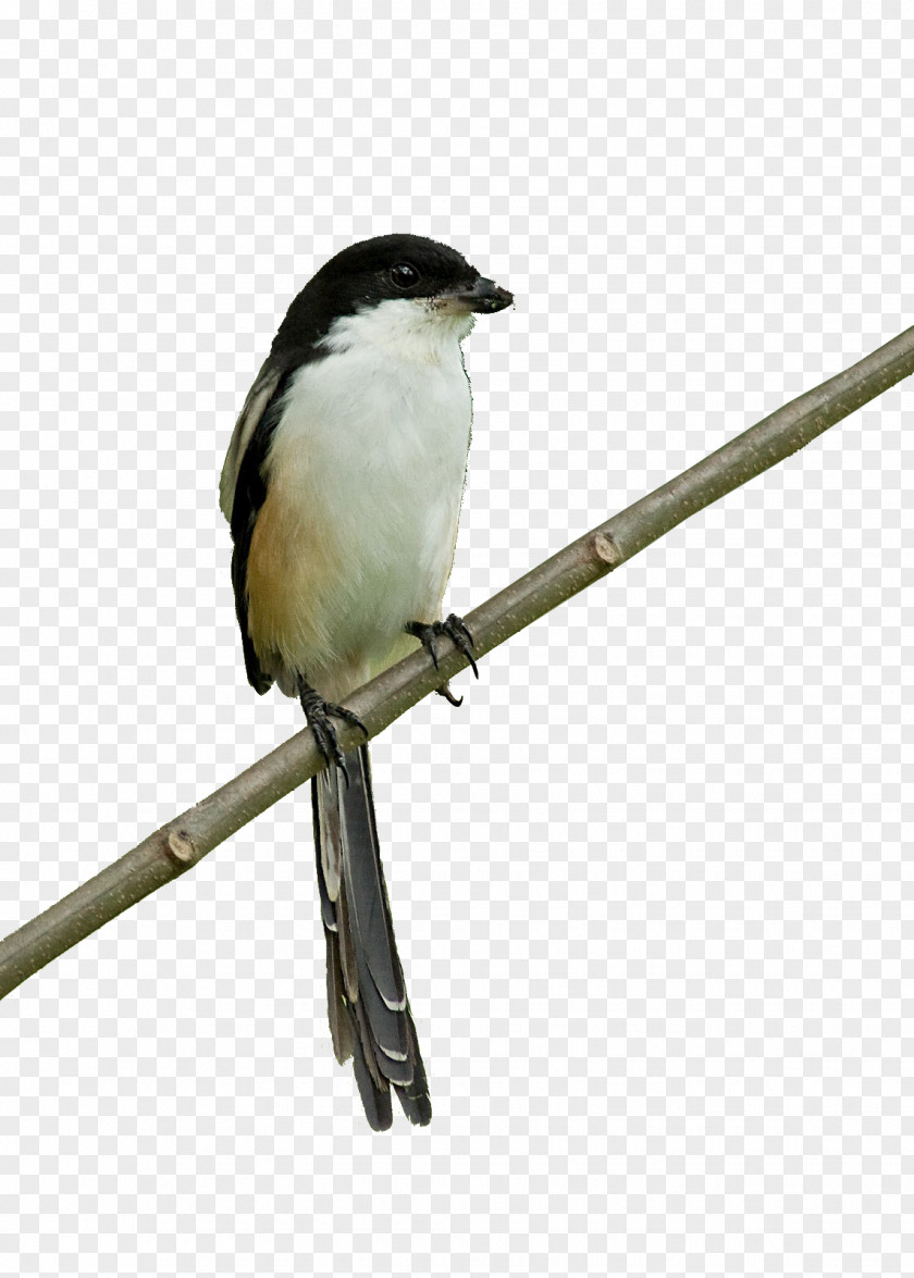 Burung Kartun Bangau Bird Image Vector Graphics Wren PNG
