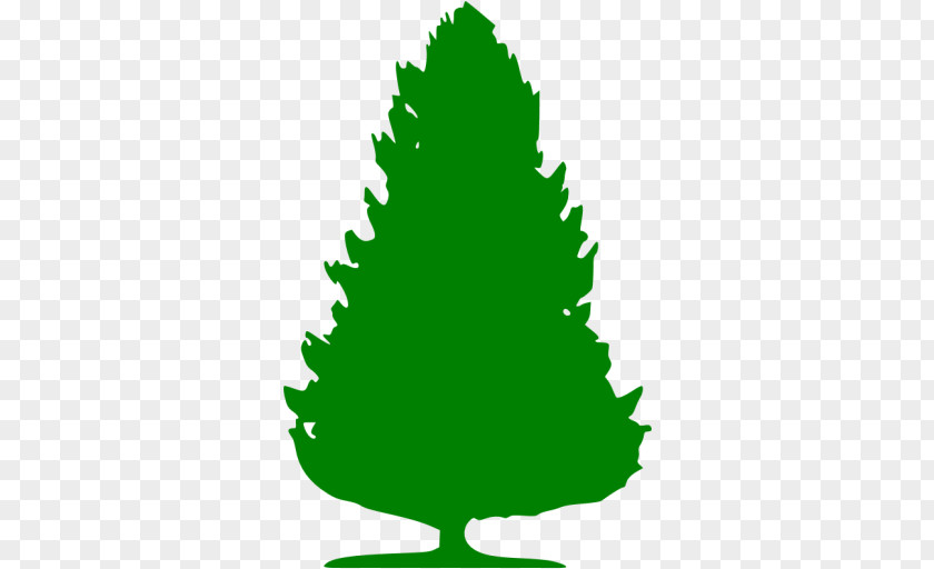 Christmas Tree Spruce Pine Management PNG