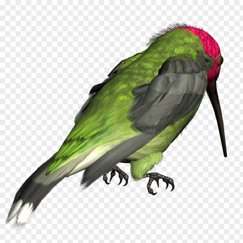 Hummingbird Clip Art PNG