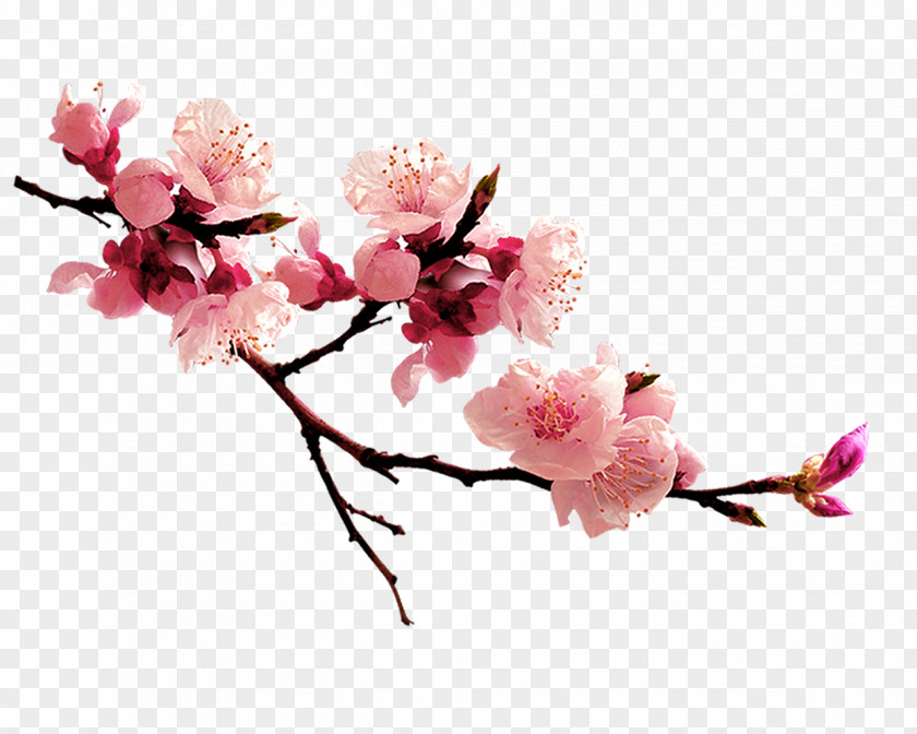 Peach Blossom U8001u6d77u68e0u6811 Qingming Computer File PNG
