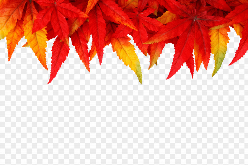 Red Maple Leaf New Years Day Wish Christmas SMS PNG
