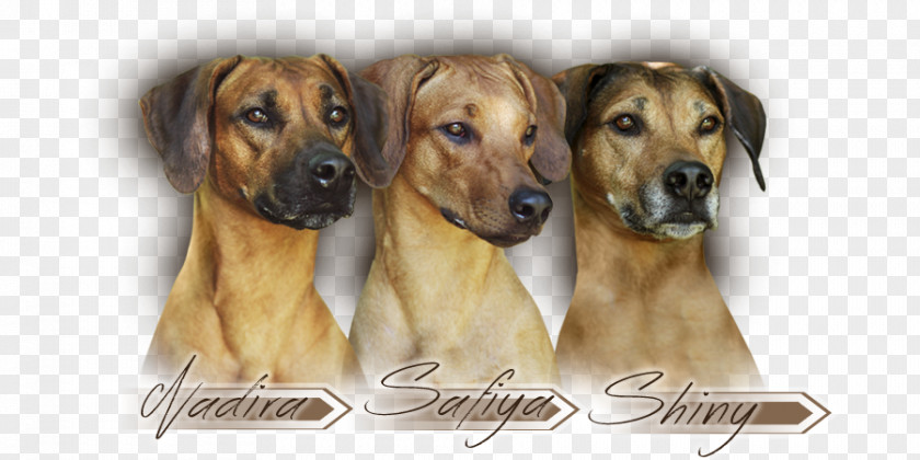 Rhodesian Ridgeback Dog Breed Black Mouth Cur Broholmer PNG