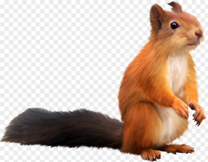 Sparrow Tree Squirrel PNG