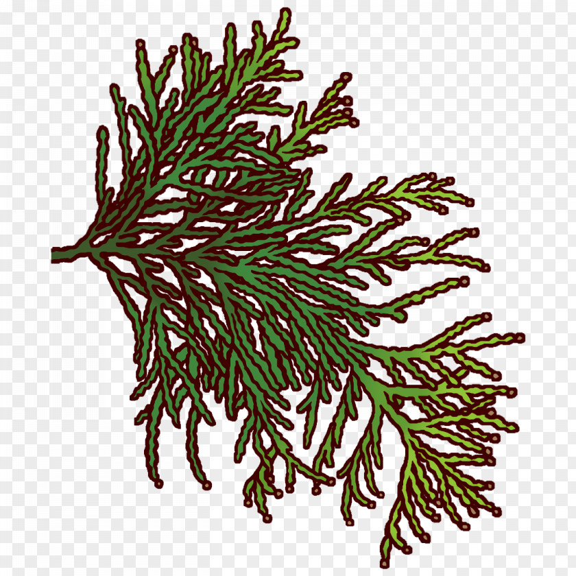 Spruce Plant Stem Twig Plants Science PNG