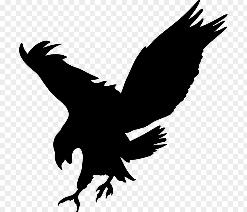 Tail Raven Bird Silhouette PNG