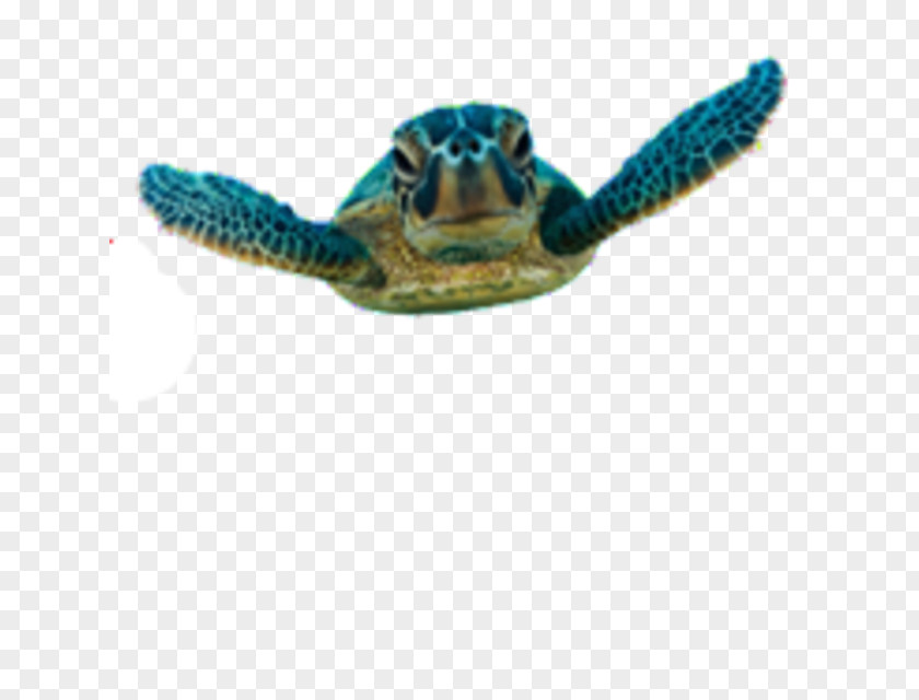 Turtle Green Sea Belize Barrier Reef Hol Chan Marine Reserve PNG