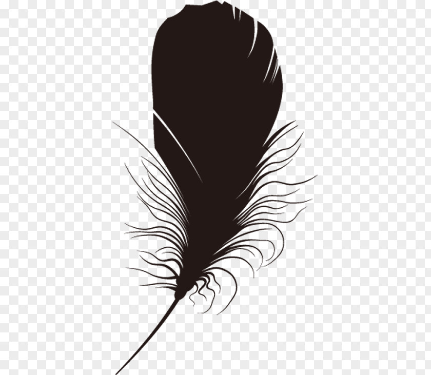 Feather Black Feather. PNG