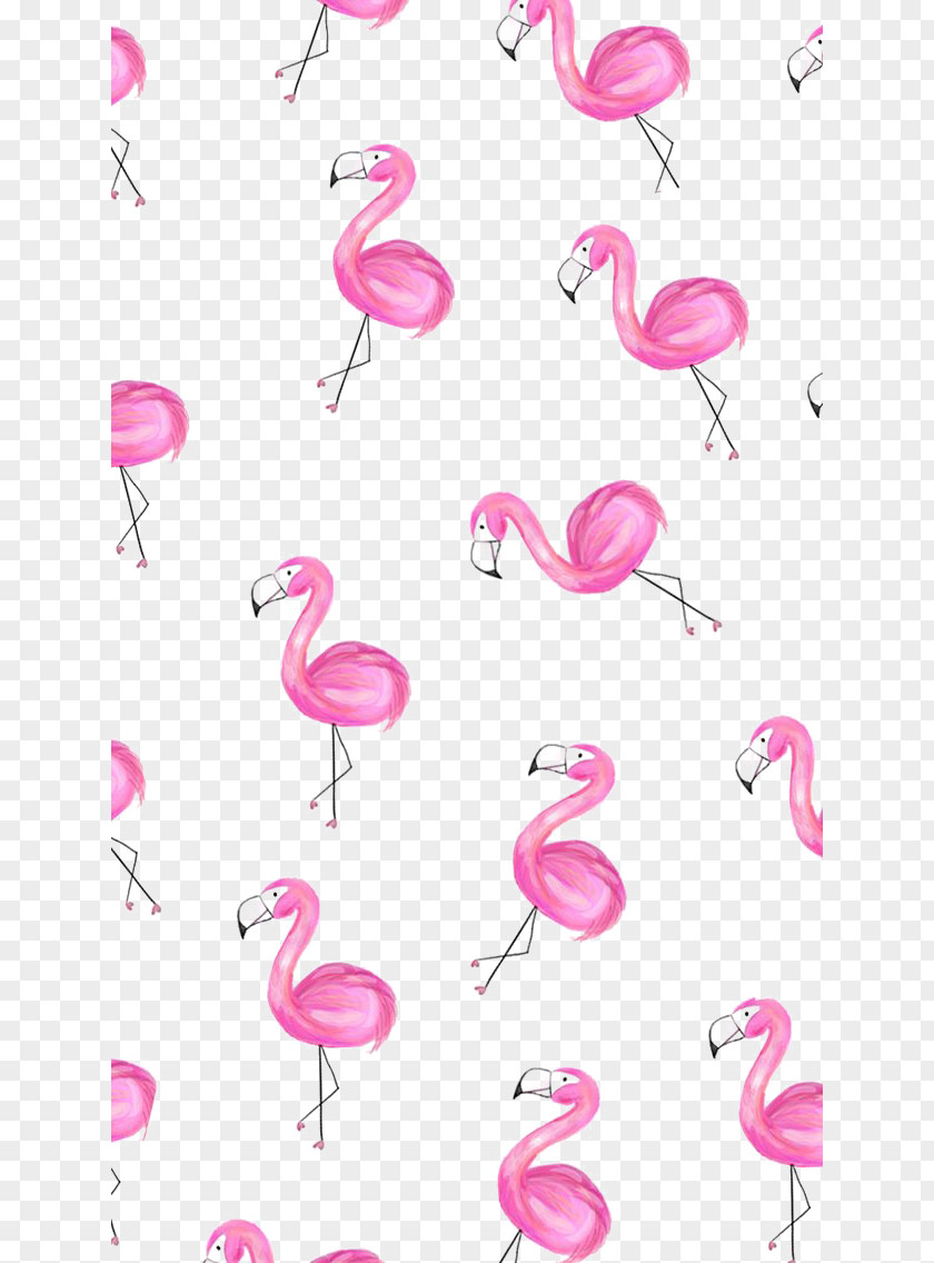 Flamingos Greater Flamingo Paper Wallpaper PNG