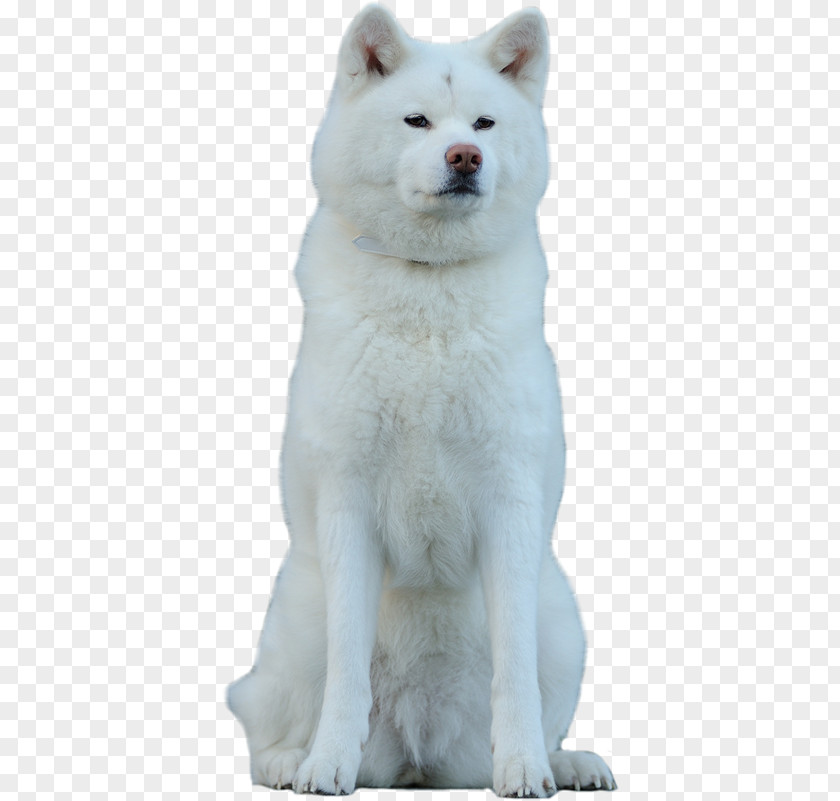 Pungsan Dog Akita Canadian Eskimo Hokkaido Kishu PNG