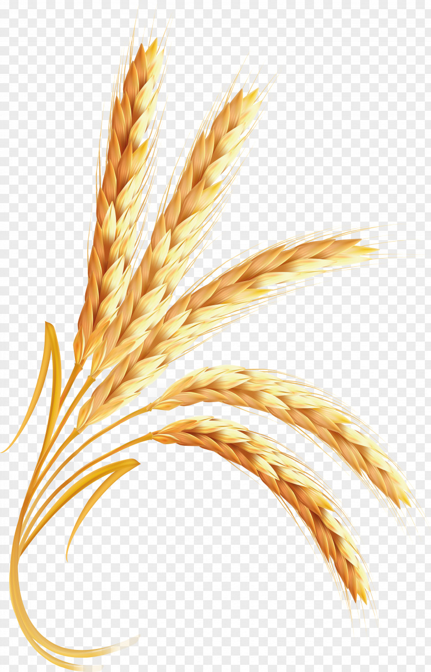 Wheat Emmer Clip Art PNG