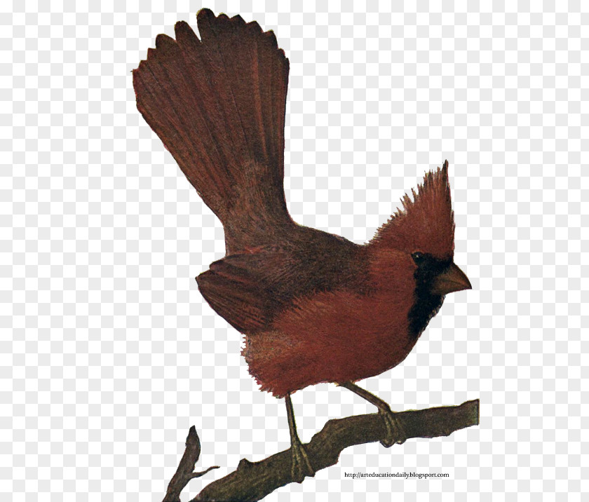 Cardinal Bird Northern St. Louis Cardinals Chicken PNG