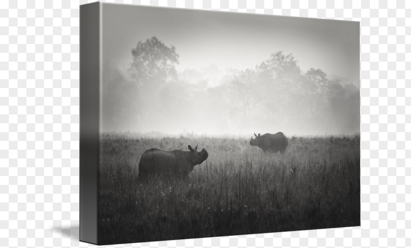 Grassland Picture Frames Stock Photography Wildlife White PNG