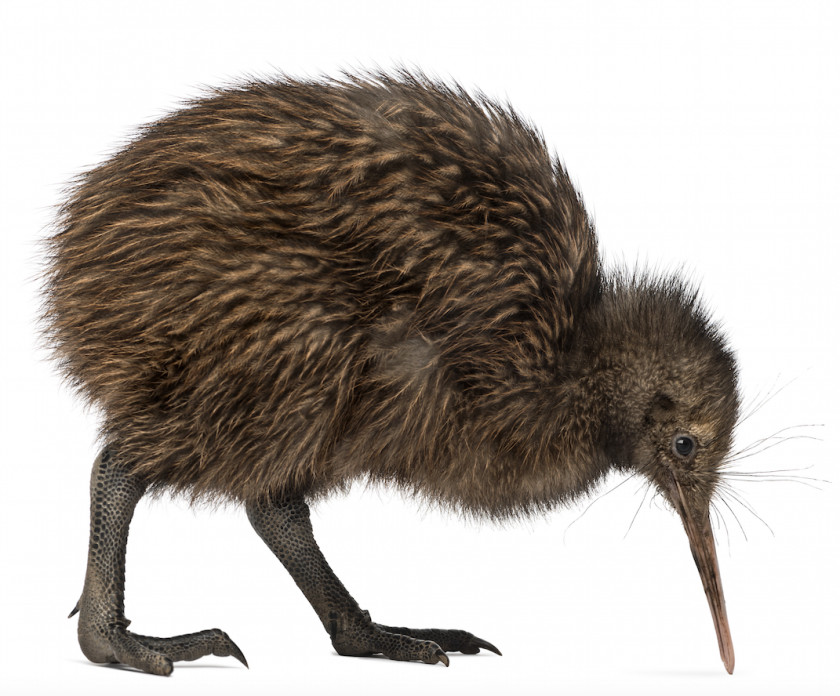 Kiwi New Zealand Bird North Island Brown Little Spotted Common Ostrich PNG