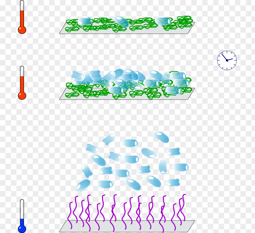 Technology Cell Culture Temperature-responsive Polymer Poly(N-isopropylacrylamide) Lower Critical Solution Temperature PNG