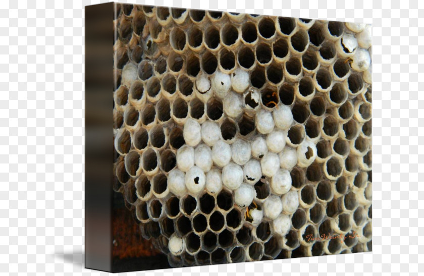 Wasp Honey Bee Insect Honeycomb Pollinator PNG