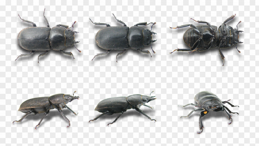 Beetle Scarabs Lesser Stag Weevil PNG