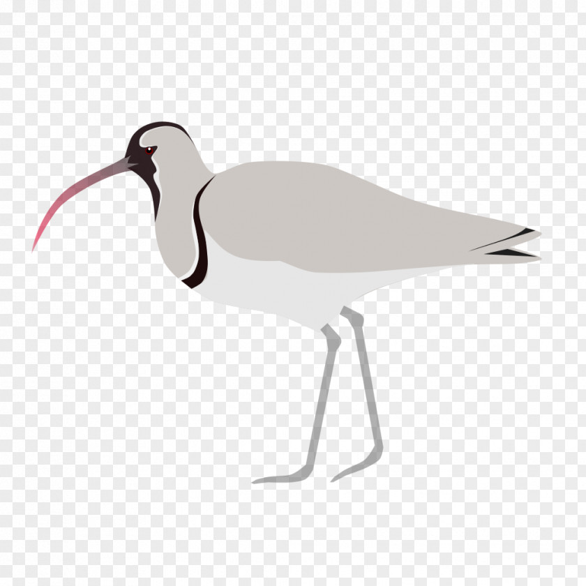 Bird Ibisbill Wader Beak PNG