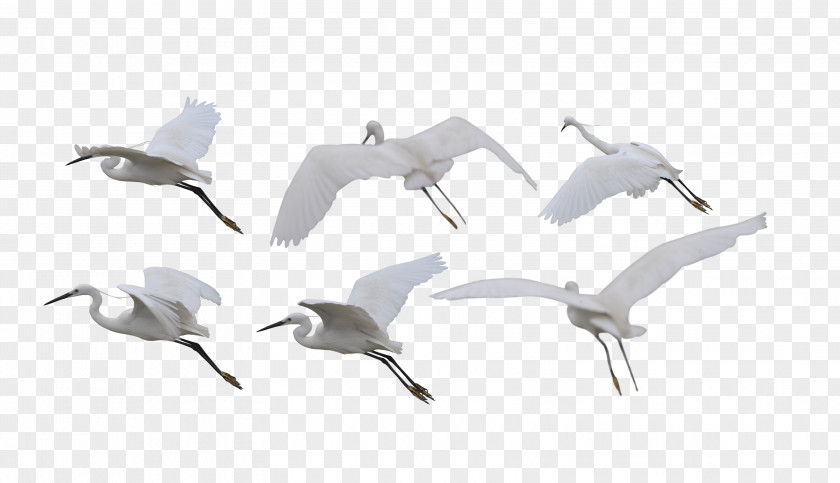 Crane Siberian Bird Flight White-naped PNG