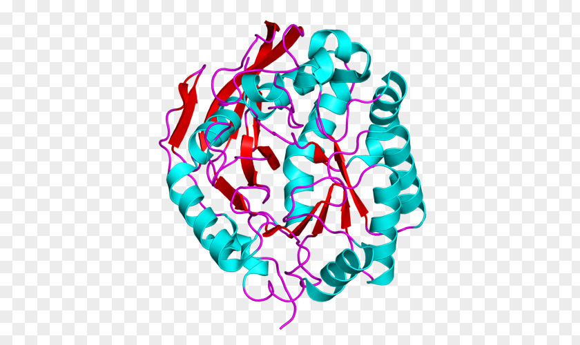 CAD Protein Carbamoyl Phosphate Synthase II Dihydroorotase Enzyme PNG