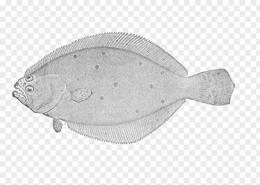 Fish Summer Flounder Sole Plaice PNG