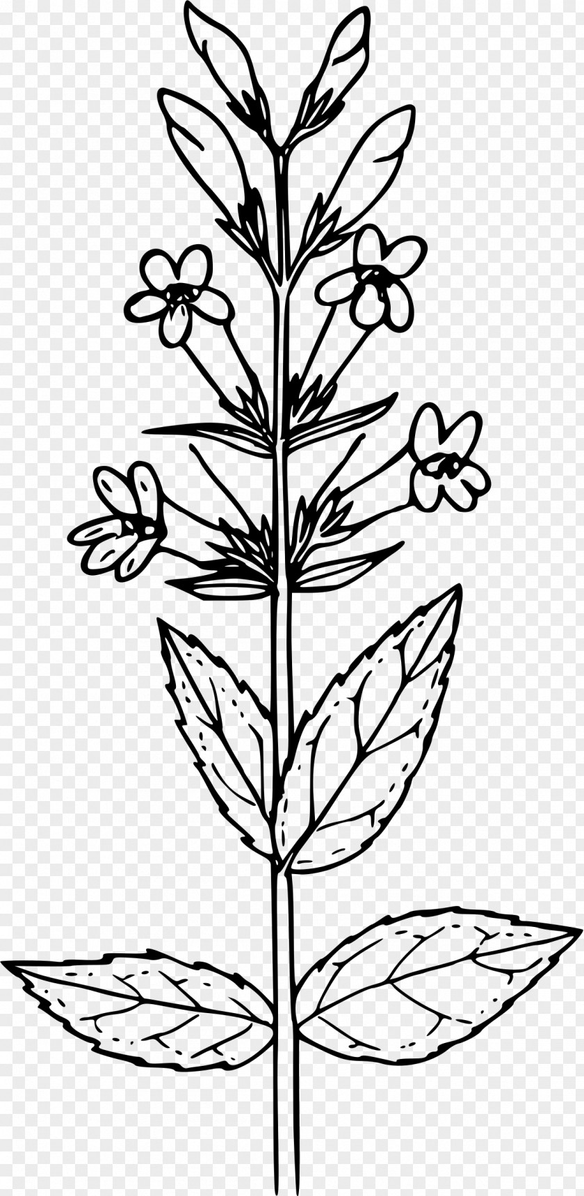 Plant Mustard Drawing Coloring Book Seed Black PNG