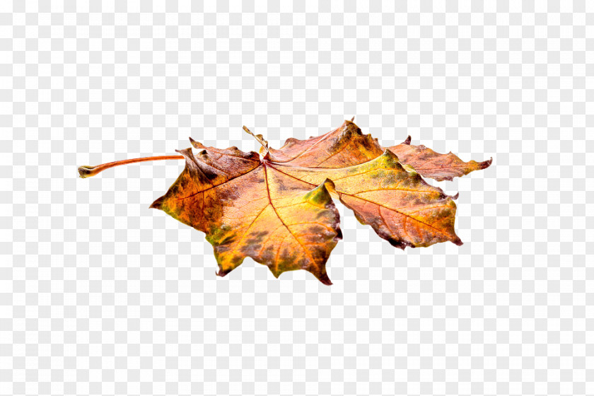Autumn Deciduous Maple Leaf PNG