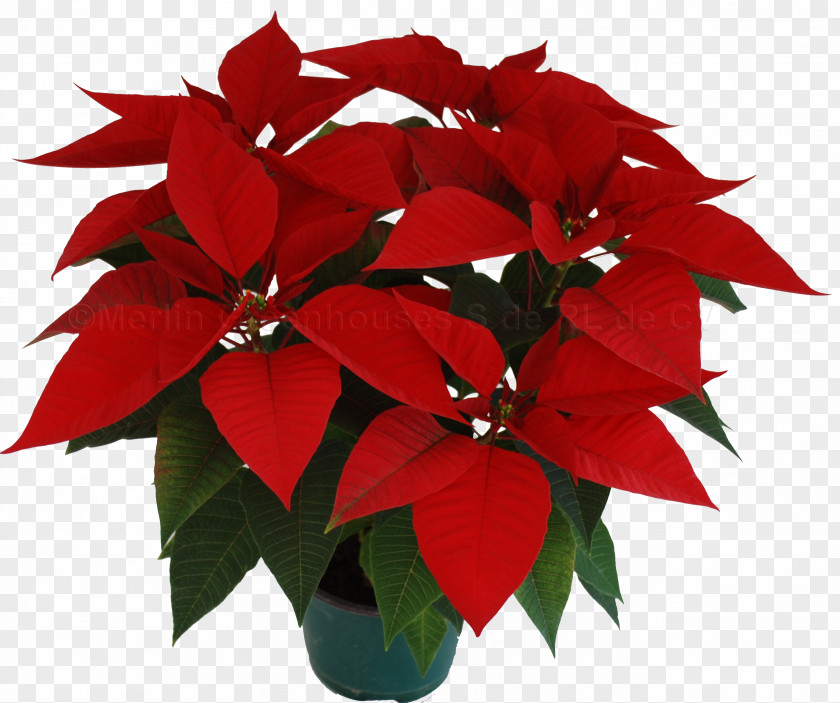 Christmas Poinsettia Eve Flower Bract PNG