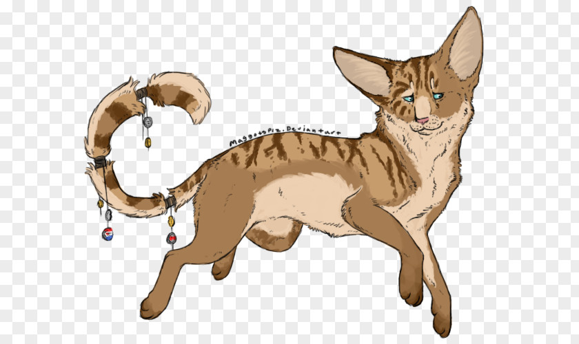 Kitten Whiskers Red Fox Wildcat PNG