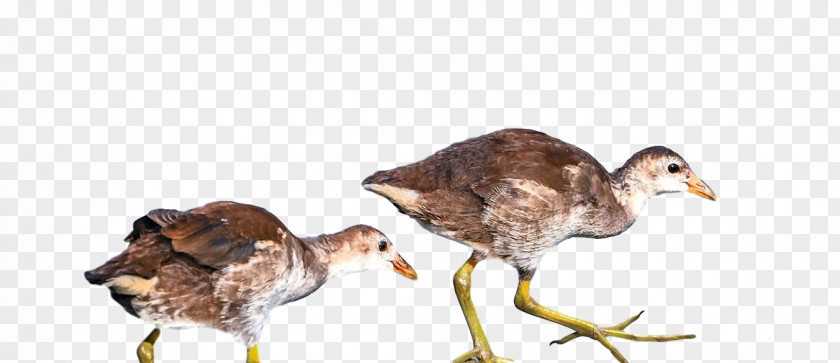 Landfowl Duck Birds Beak Water Bird PNG