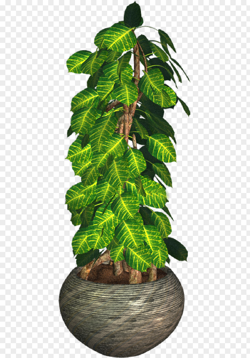 Leaf Flowerpot Houseplant Tree PNG