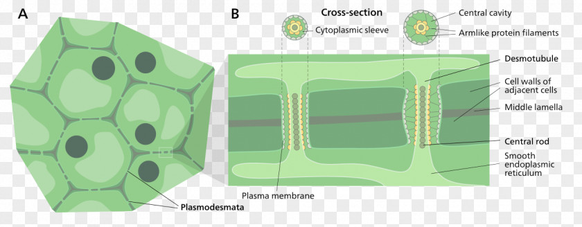 Mata Cell Membrane Plant Wall PNG