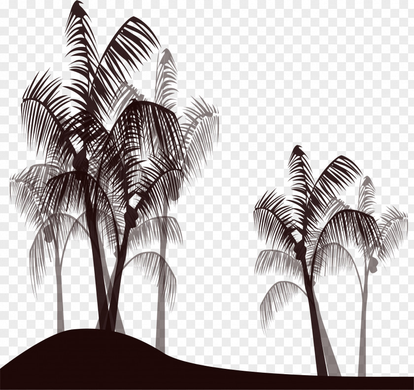 Palm Trees Arecaceae Black And White PNG