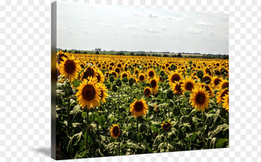 Sunflower Field Common Seed M PNG