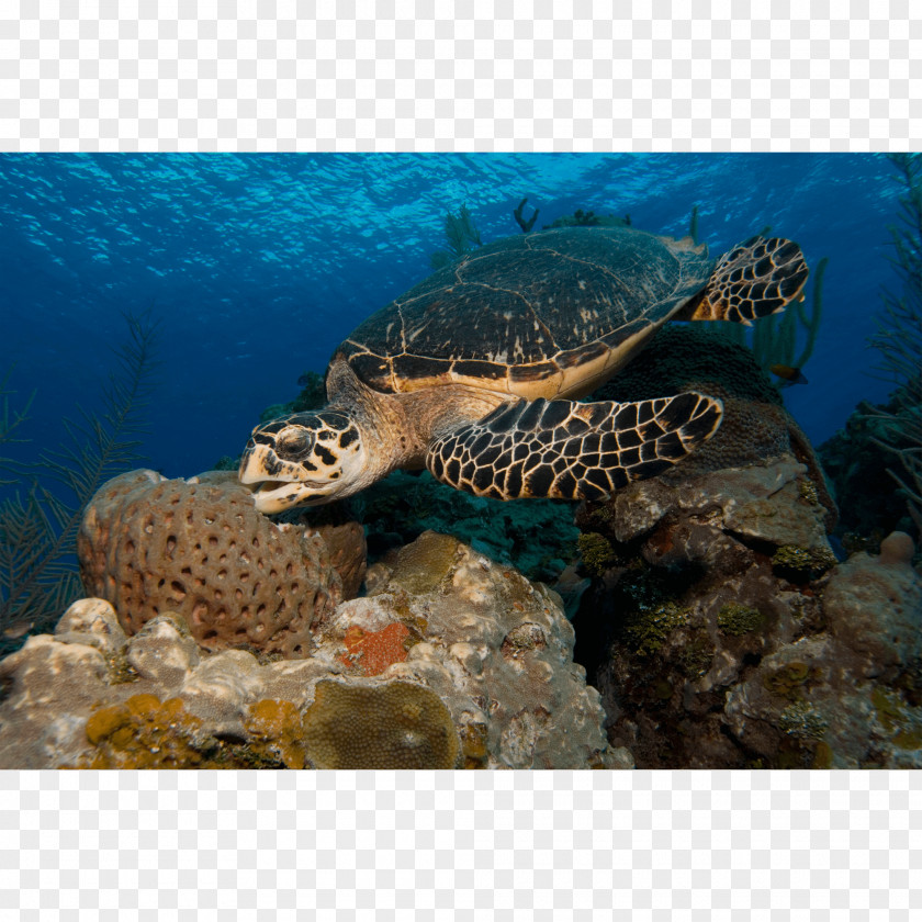 Turtle Loggerhead Sea Hawksbill Coral Reef Box PNG